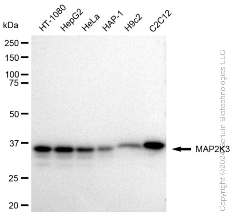 KD-Validated Anti-MAP2K3 Rabbit Monoclonal Antibody ABG1133