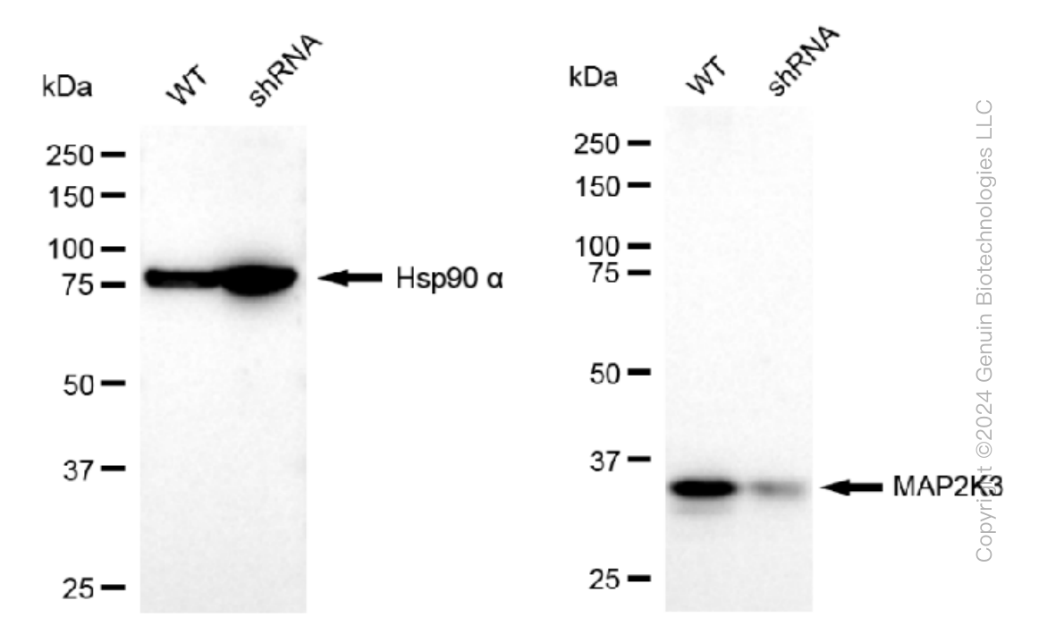KD-Validated Anti-MAP2K3 Rabbit Monoclonal Antibody ABG1133
