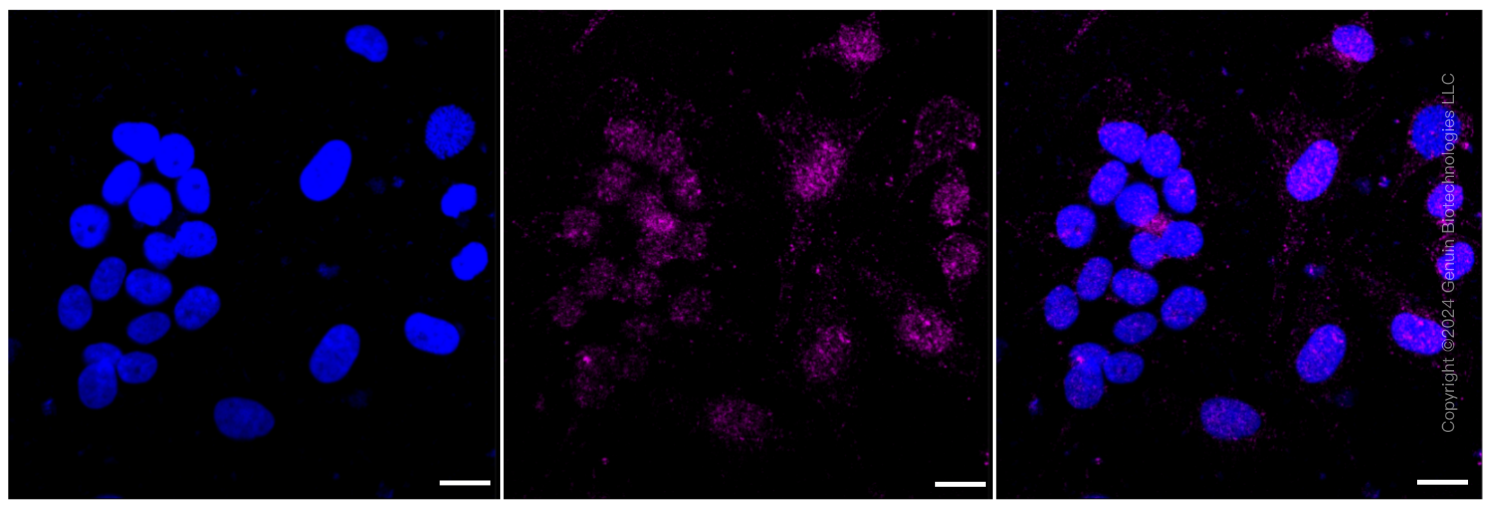 KD-Validated Anti-MAP3K7 Rabbit Monoclonal Antibody ABG1134
