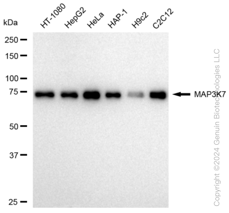KD-Validated Anti-MAP3K7 Rabbit Monoclonal Antibody ABG1134