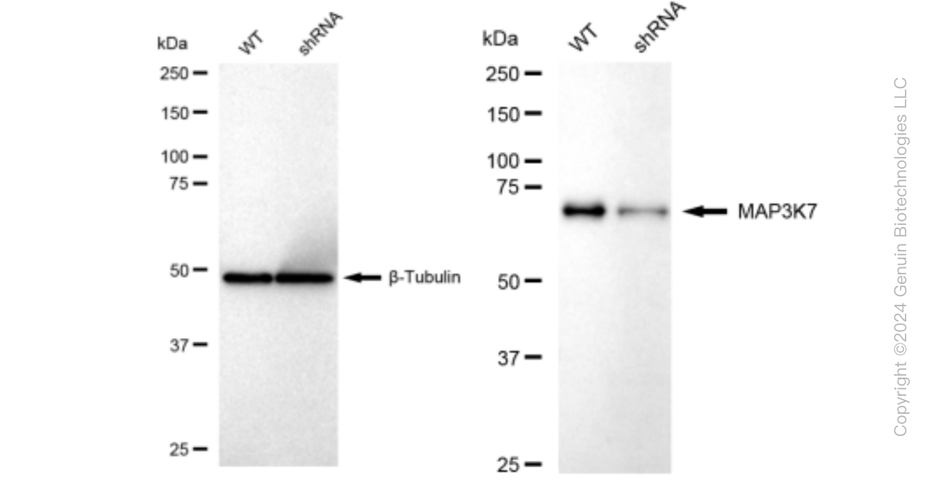 KD-Validated Anti-MAP3K7 Rabbit Monoclonal Antibody ABG1134