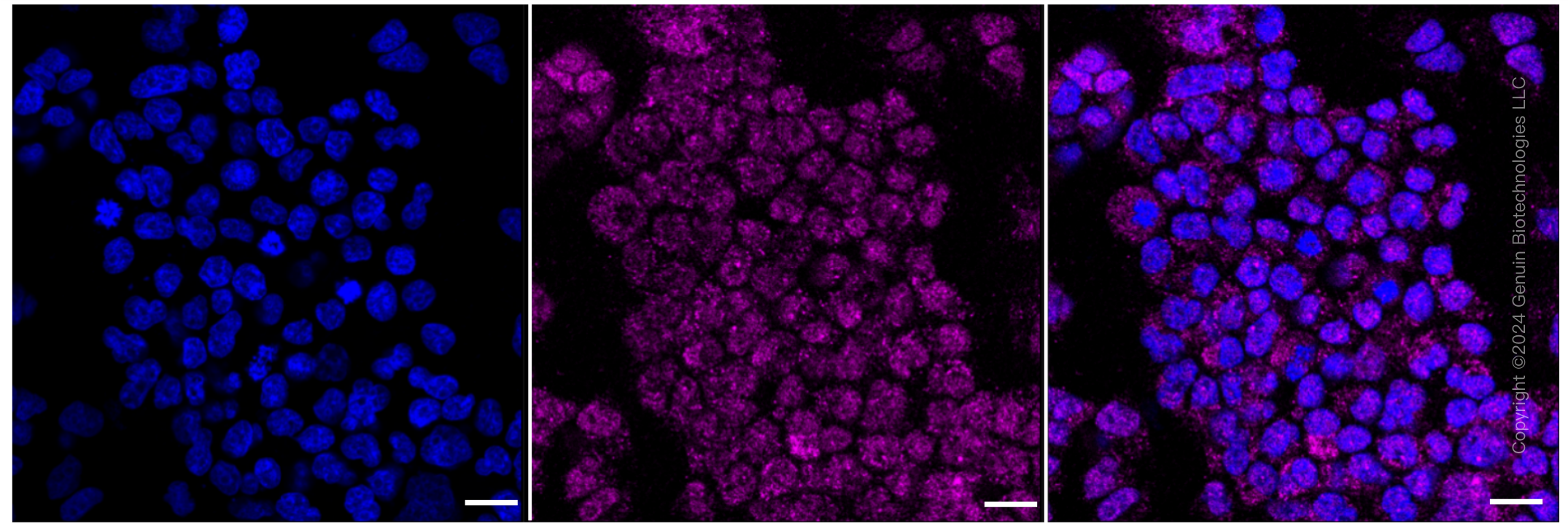 KD-Validated Anti-Complement C3 Rabbit Monoclonal Antibody ABG1135