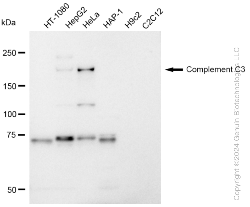 KD-Validated Anti-Complement C3 Rabbit Monoclonal Antibody ABG1135