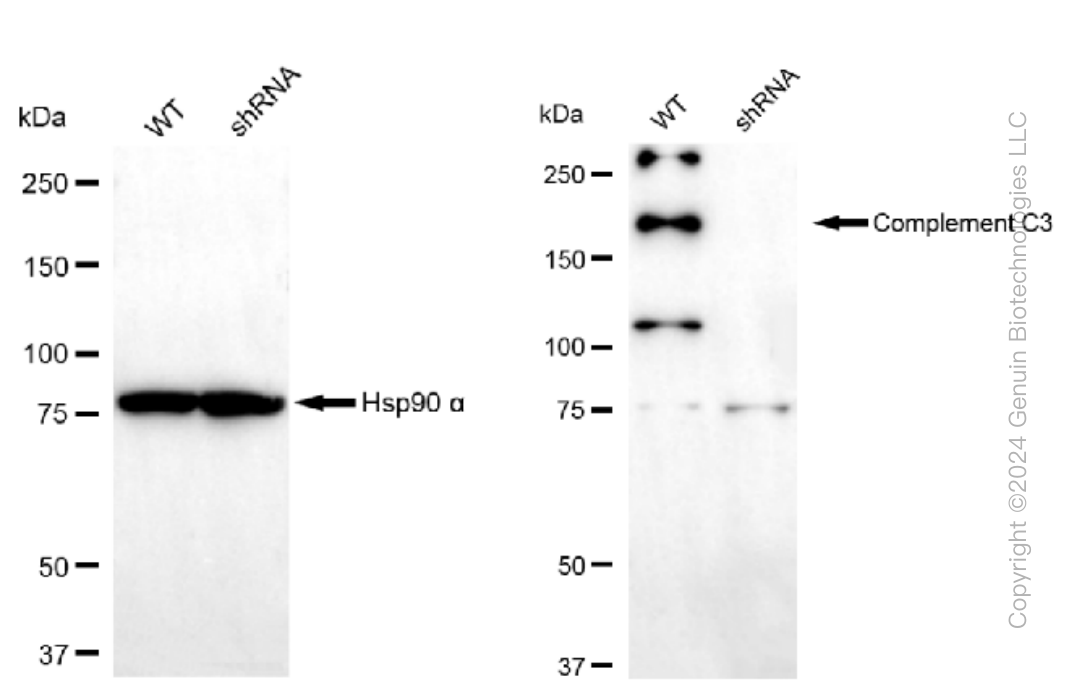 KD-Validated Anti-Complement C3 Rabbit Monoclonal Antibody ABG1135