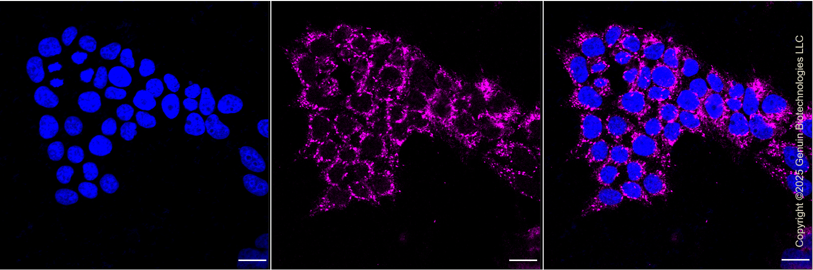 KD-Validated Anti-FURIN Rabbit Monoclonal Antibody ABG1136