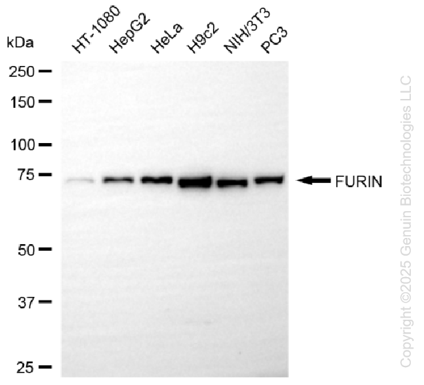 KD-Validated Anti-FURIN Rabbit Monoclonal Antibody ABG1136