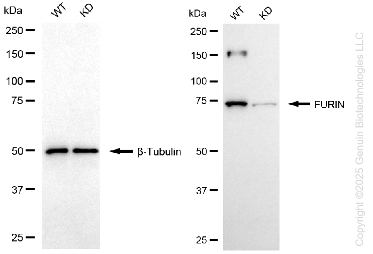 KD-Validated Anti-FURIN Rabbit Monoclonal Antibody ABG1136