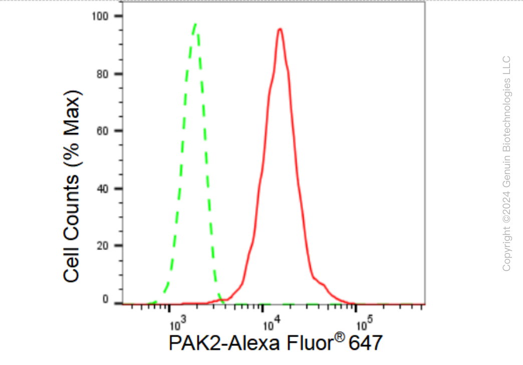 KD-Validated Anti-PAK2 Rabbit Monoclonal Antibody ABG1137