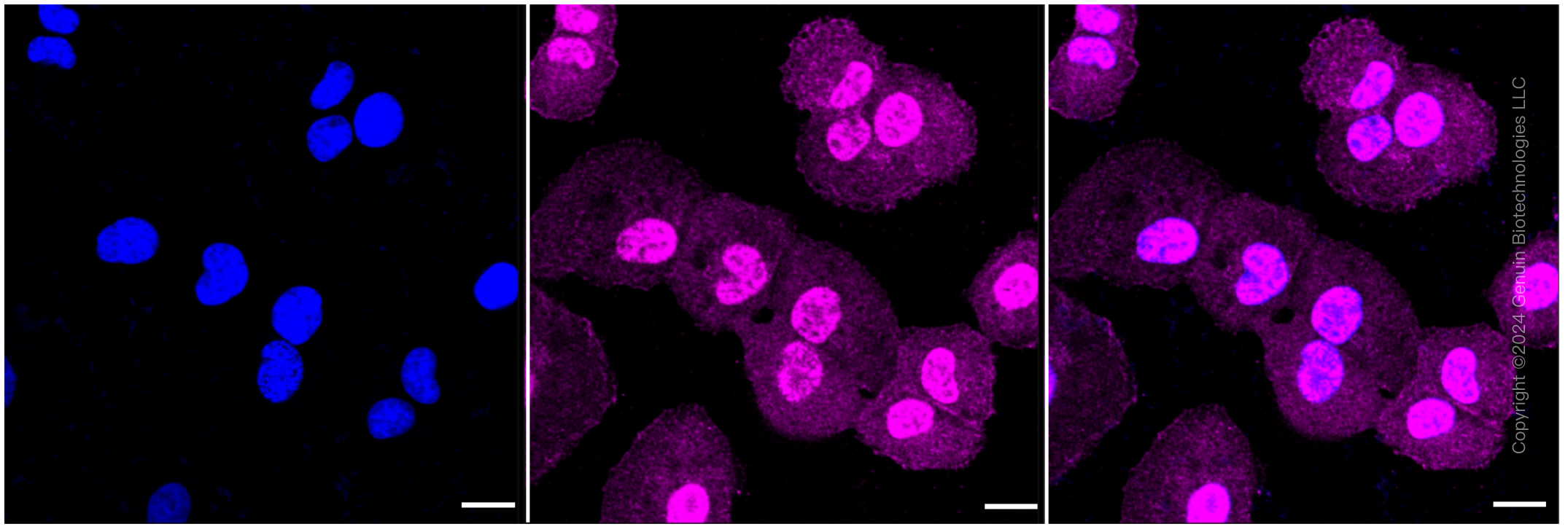 KD-Validated Anti-PAK2 Rabbit Monoclonal Antibody ABG1137