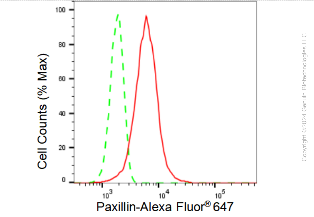 KD-Validated Anti-Paxillin Rabbit Monoclonal Antibody ABG1138