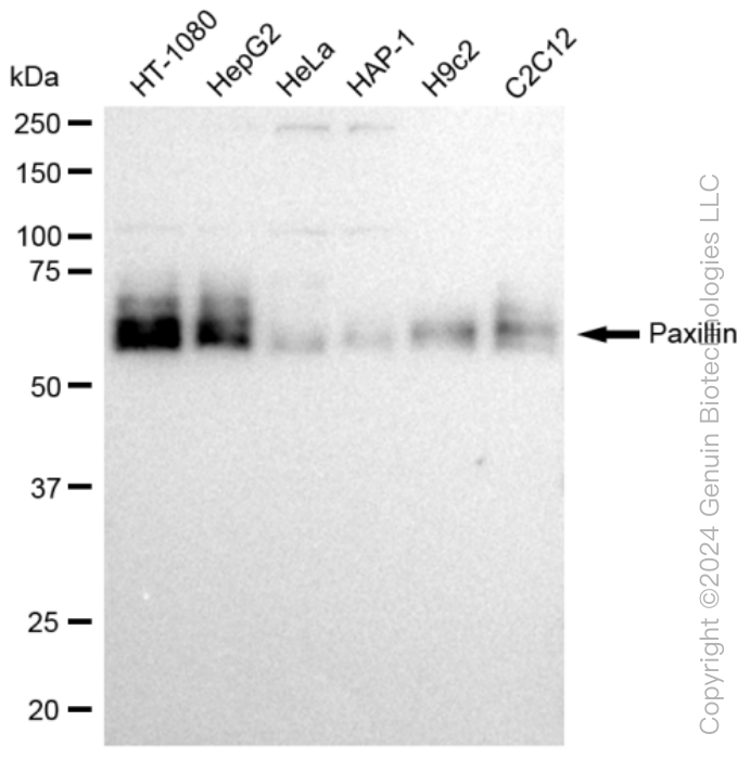 KD-Validated Anti-Paxillin Rabbit Monoclonal Antibody ABG1138