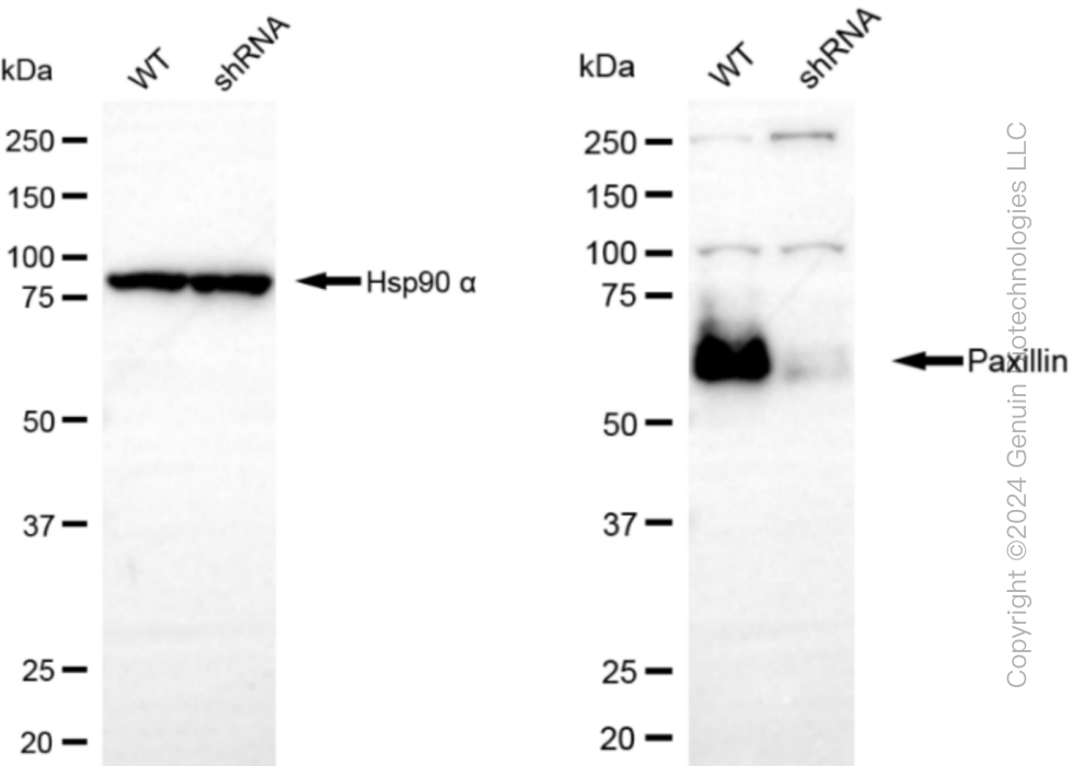 KD-Validated Anti-Paxillin Rabbit Monoclonal Antibody ABG1138
