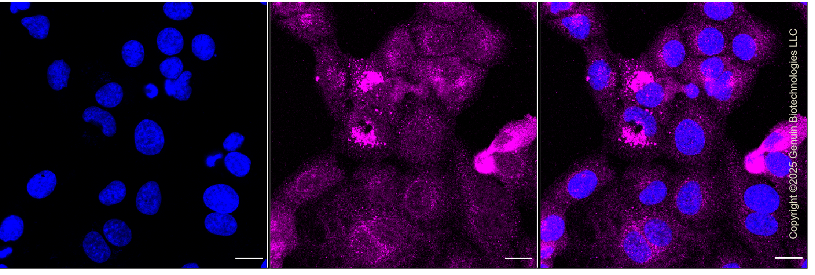 KD-Validated Anti-PKM2 Rabbit Monoclonal Antibody ABG1139