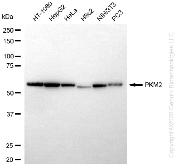 KD-Validated Anti-PKM2 Rabbit Monoclonal Antibody ABG1139