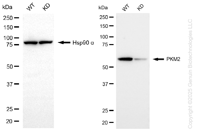 KD-Validated Anti-PKM2 Rabbit Monoclonal Antibody ABG1139