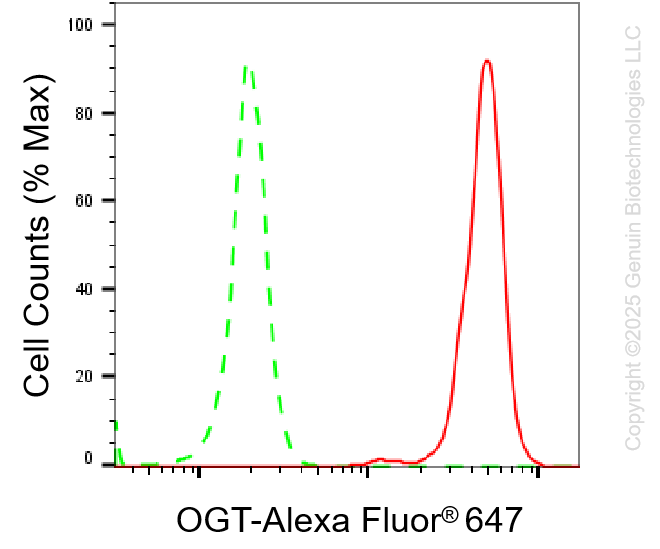 KD-Validated Anti-OGT Rabbit Monoclonal Antibody ABG1140