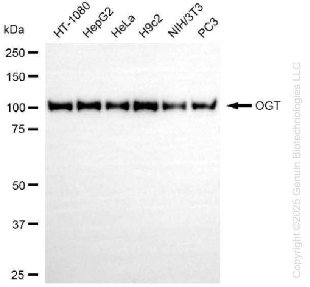 KD-Validated Anti-OGT Rabbit Monoclonal Antibody ABG1140