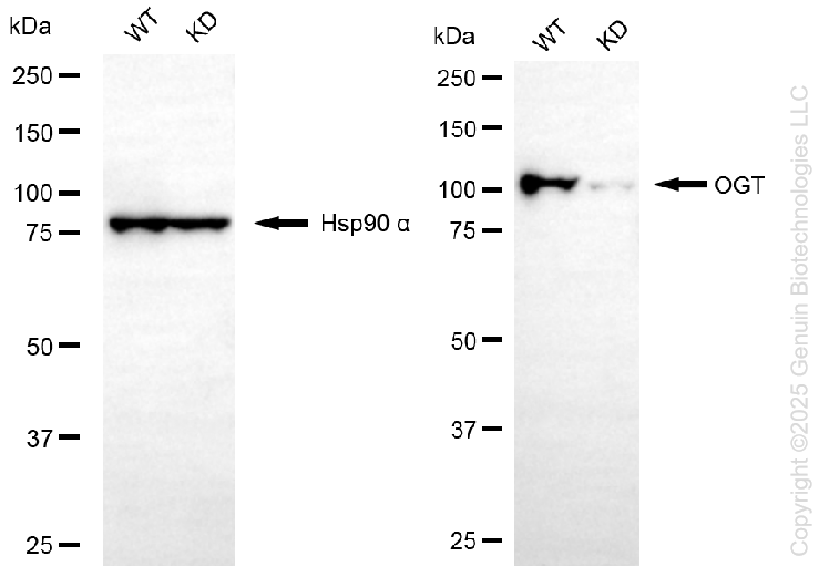 KD-Validated Anti-OGT Rabbit Monoclonal Antibody ABG1140