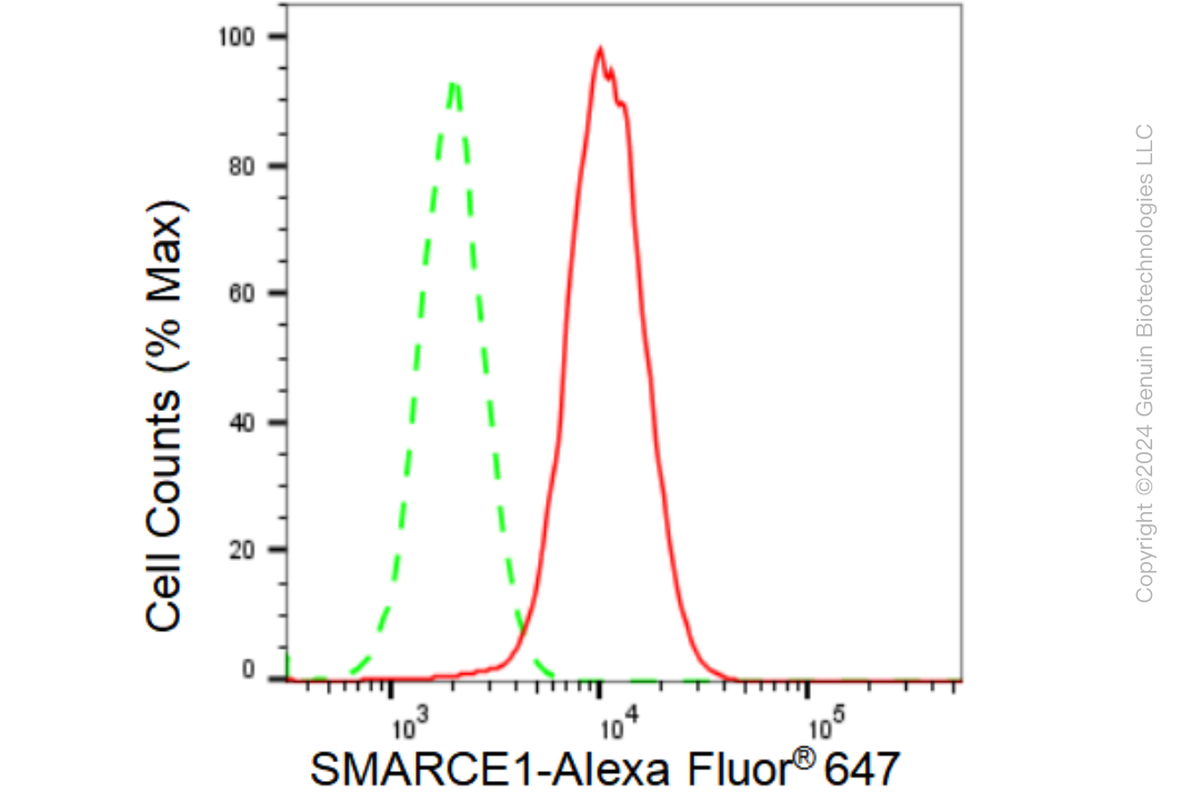 KD-Validated Anti-SMARCE1 Rabbit Monoclonal Antibody ABG1141