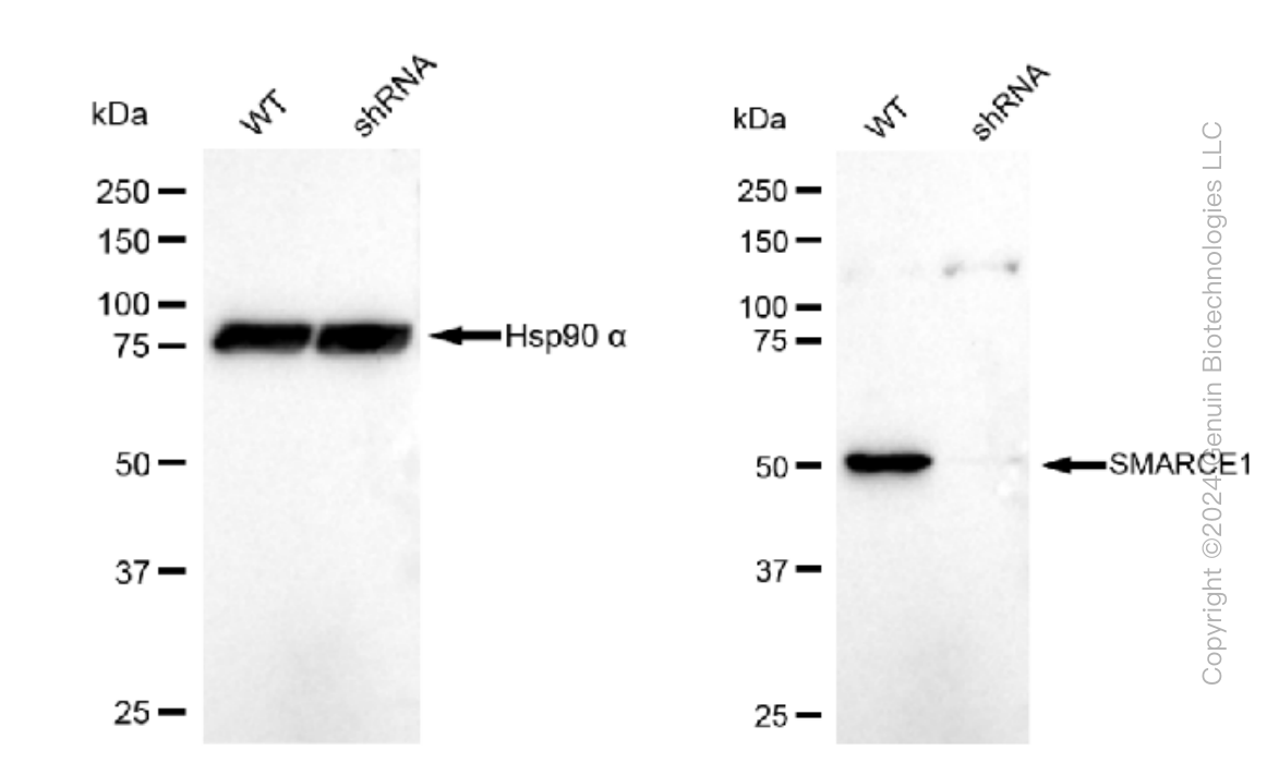 KD-Validated Anti-SMARCE1 Rabbit Monoclonal Antibody ABG1141