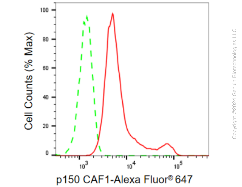KD-Validated Anti-p150 CAF1 Rabbit Monoclonal Antibody ABG1142