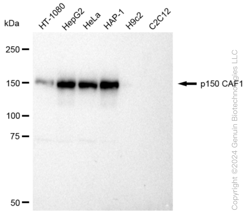 KD-Validated Anti-p150 CAF1 Rabbit Monoclonal Antibody ABG1142