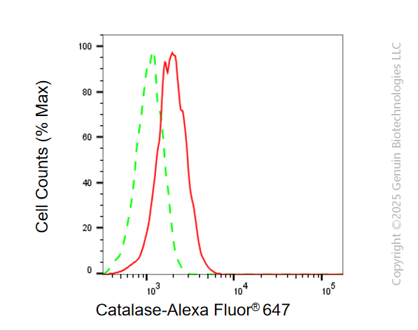 KD-Validated Anti-Catalase Rabbit Monoclonal Antibody ABG1143