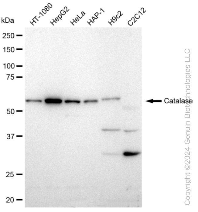 KD-Validated Anti-Catalase Rabbit Monoclonal Antibody ABG1143