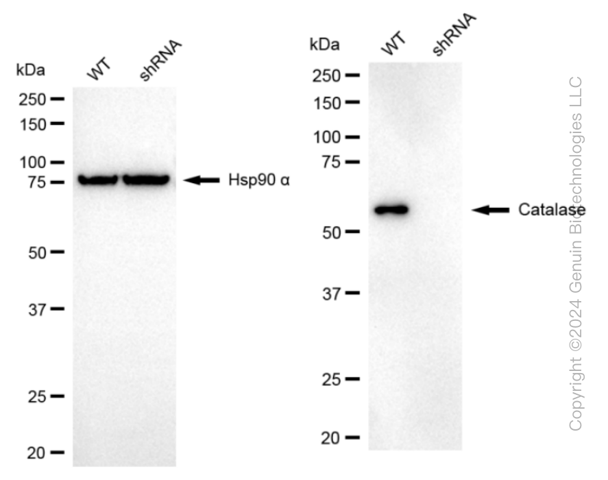 KD-Validated Anti-Catalase Rabbit Monoclonal Antibody ABG1143