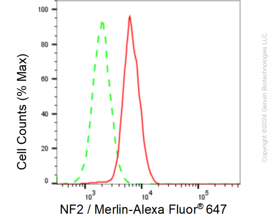 KD-Validated Anti-NF2 / Merlin Rabbit Monoclonal Antibody ABG1144