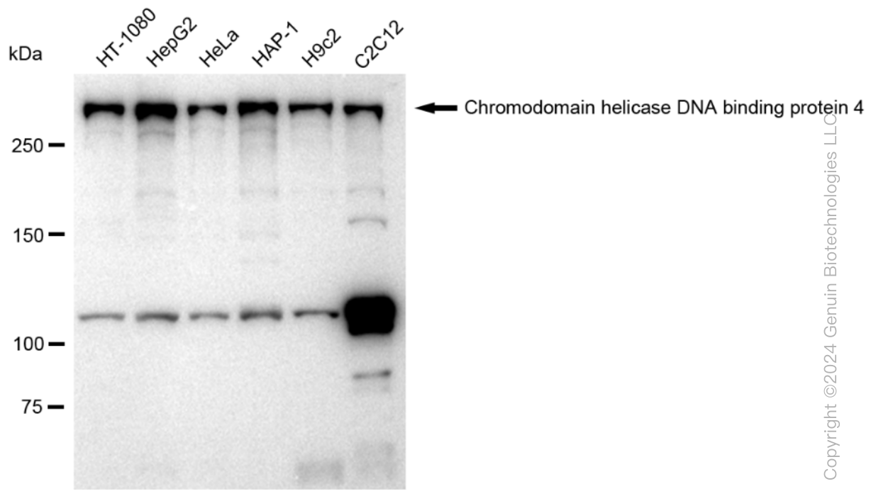KD-Validated Anti-Chromodomain helicase DNA binding 4 Rabbit Monoclonal Antibody ABG1145