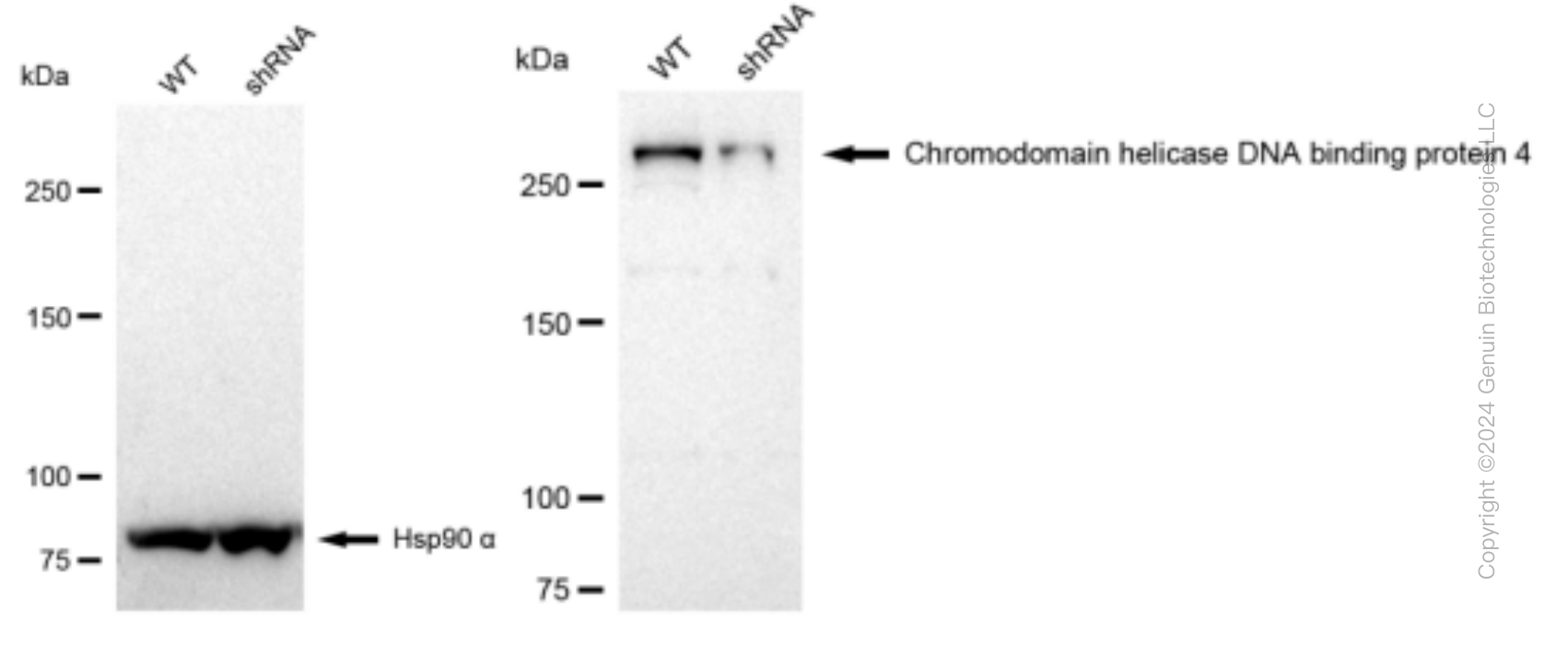 KD-Validated Anti-Chromodomain helicase DNA binding 4 Rabbit Monoclonal Antibody ABG1145