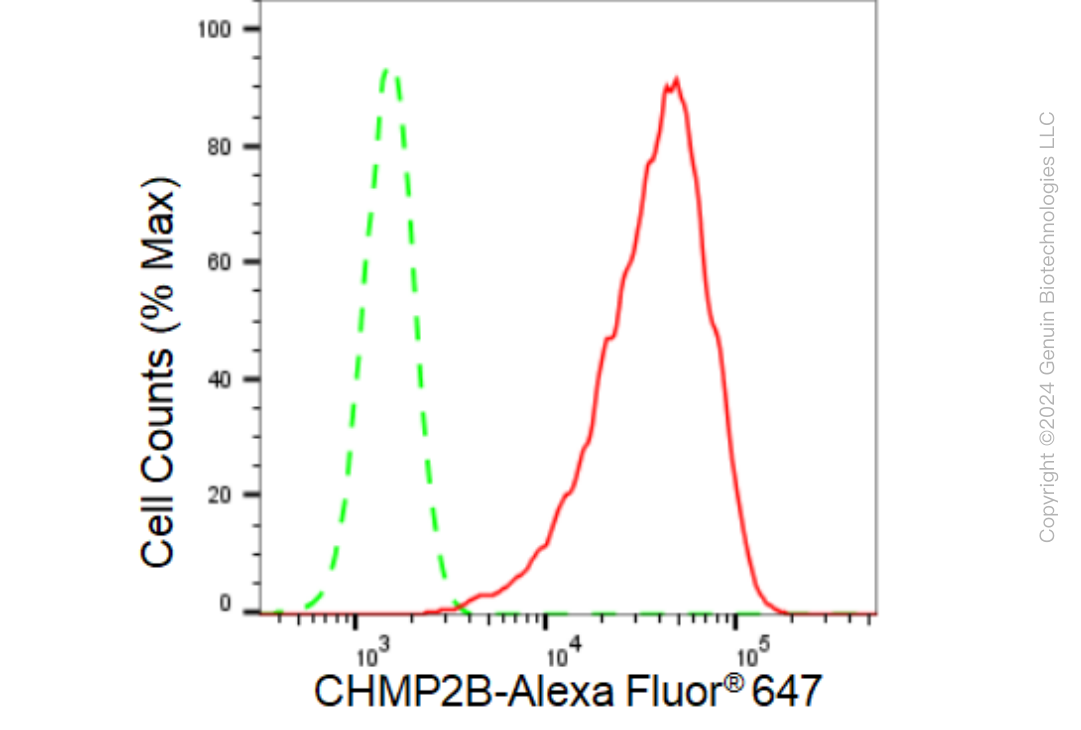 KD-Validated Anti-CHMP2B Rabbit Monoclonal Antibody ABG1146