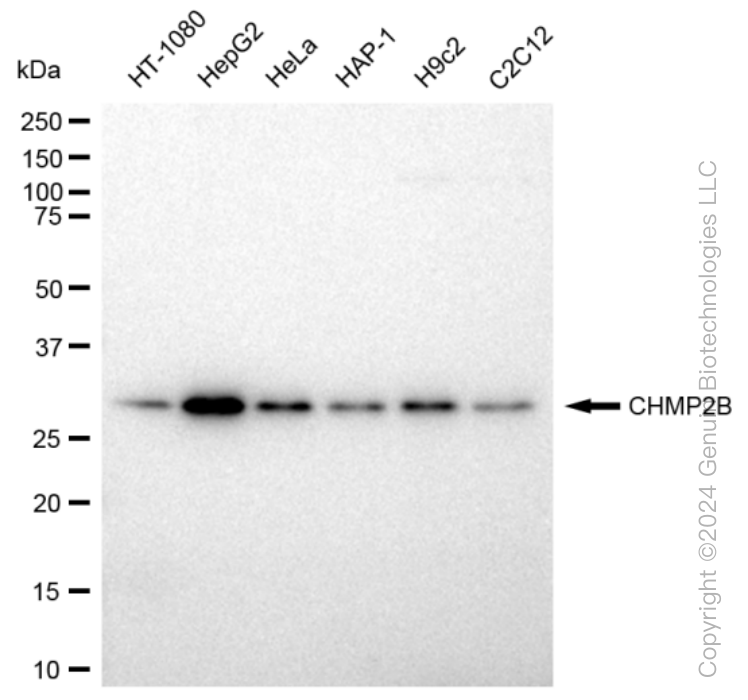 KD-Validated Anti-CHMP2B Rabbit Monoclonal Antibody ABG1146