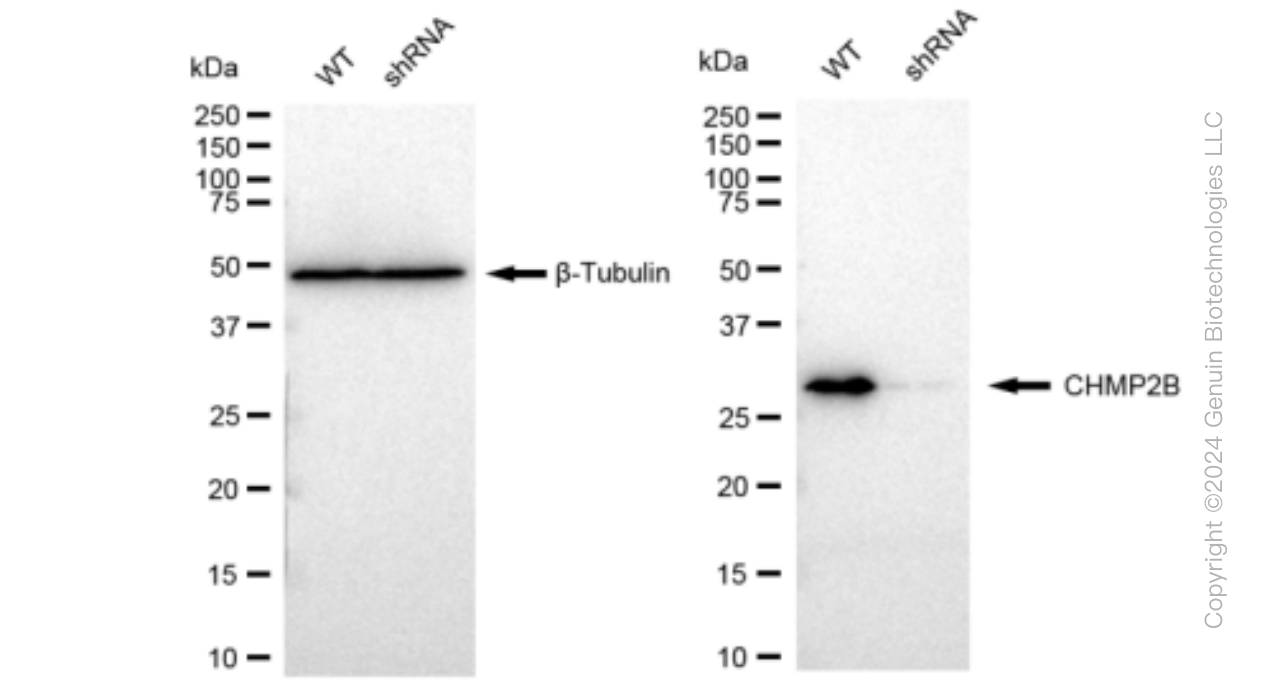 KD-Validated Anti-CHMP2B Rabbit Monoclonal Antibody ABG1146