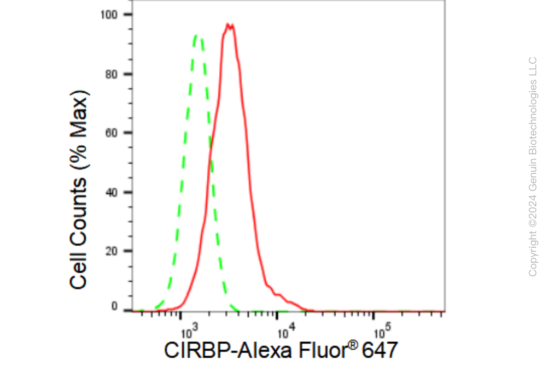 KD-Validated Anti-CIRBP Rabbit Monoclonal Antibody ABG1148