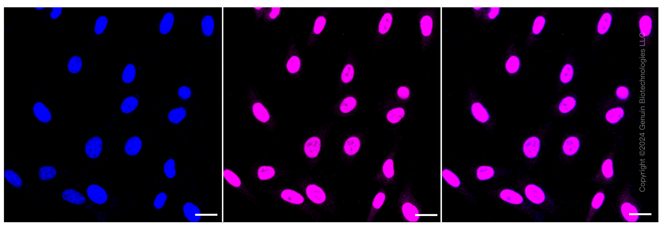 KD-Validated Anti-CIRBP Rabbit Monoclonal Antibody ABG1148