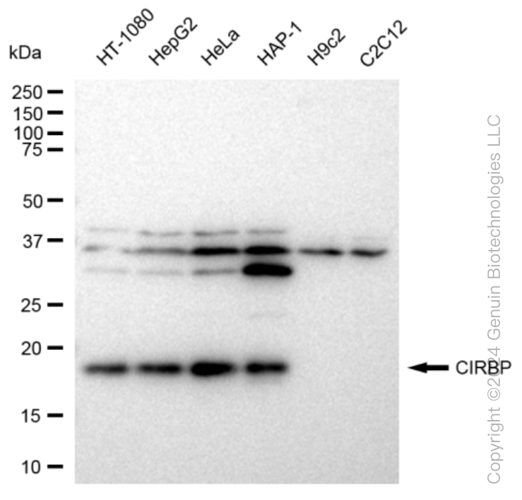 KD-Validated Anti-CIRBP Rabbit Monoclonal Antibody ABG1148