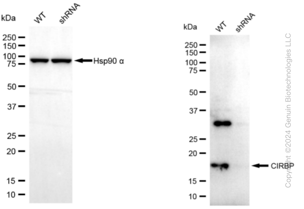 KD-Validated Anti-CIRBP Rabbit Monoclonal Antibody ABG1148