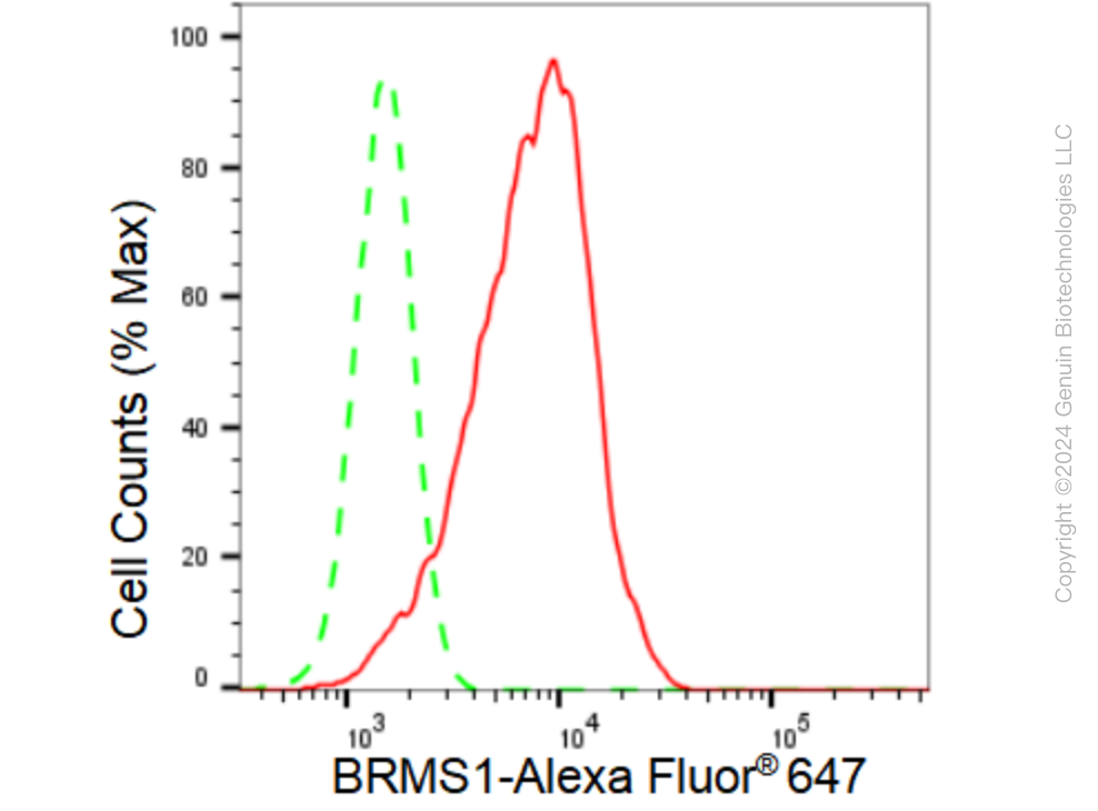 KD-Validated Anti-BRMS1 Rabbit Monoclonal Antibody ABG1151