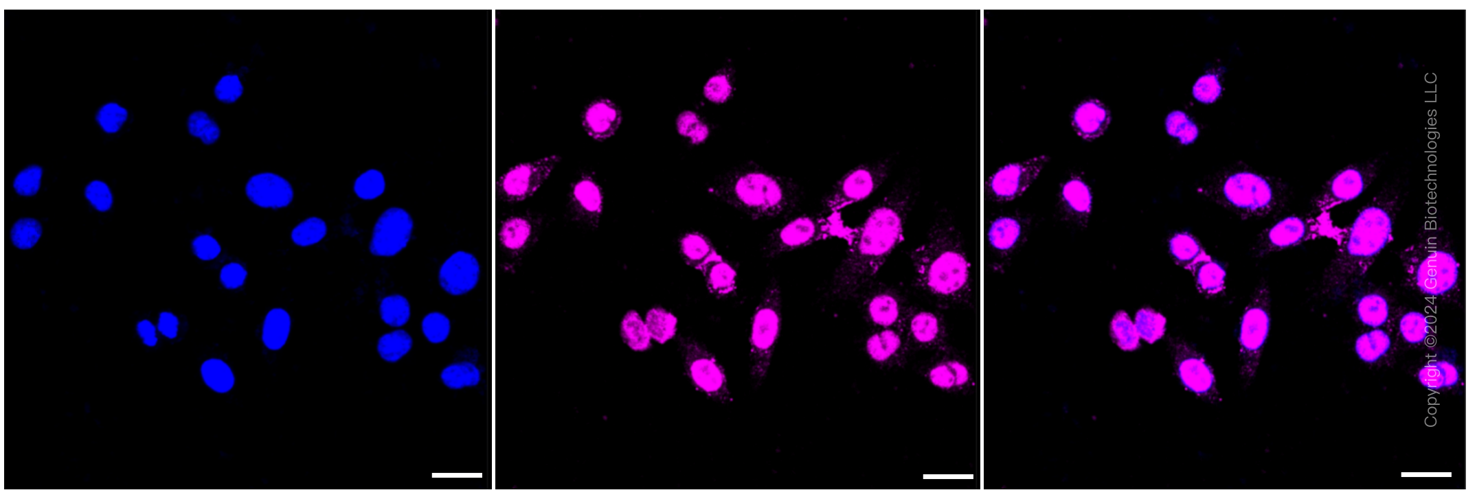 KD-Validated Anti-BRMS1 Rabbit Monoclonal Antibody ABG1151