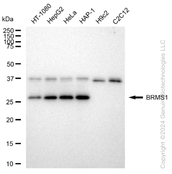 KD-Validated Anti-BRMS1 Rabbit Monoclonal Antibody ABG1151