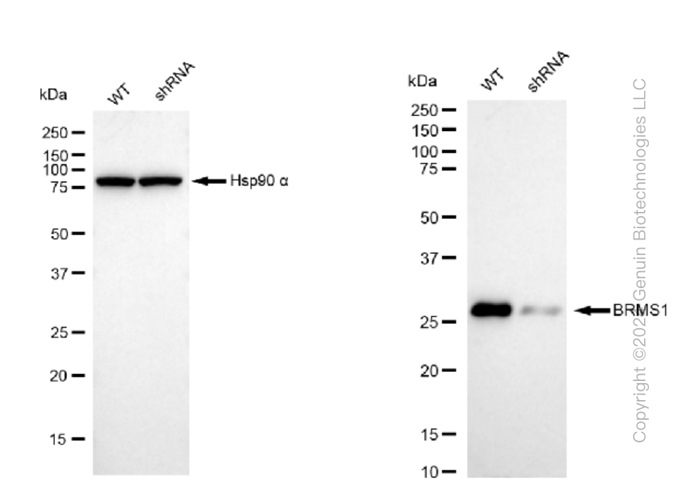 KD-Validated Anti-BRMS1 Rabbit Monoclonal Antibody ABG1151