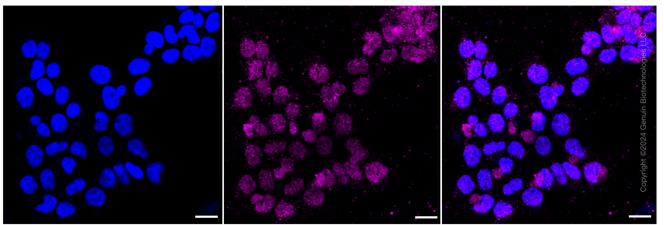 KD-Validated Anti-CD58 Rabbit Monoclonal Antibody ABG1152