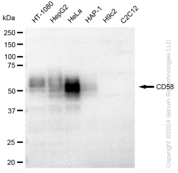KD-Validated Anti-CD58 Rabbit Monoclonal Antibody ABG1152
