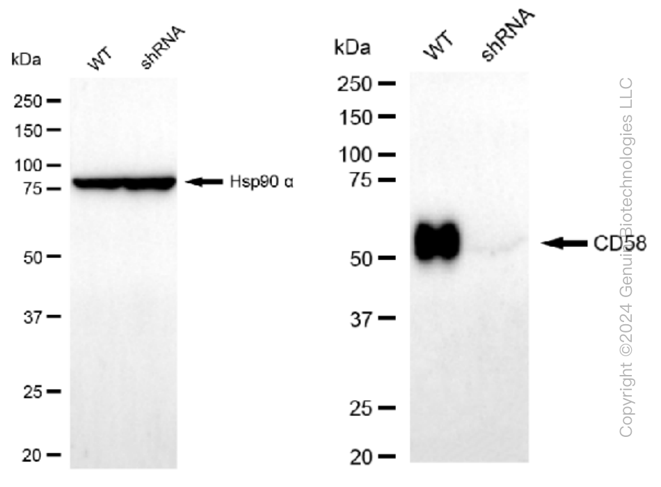 KD-Validated Anti-CD58 Rabbit Monoclonal Antibody ABG1152