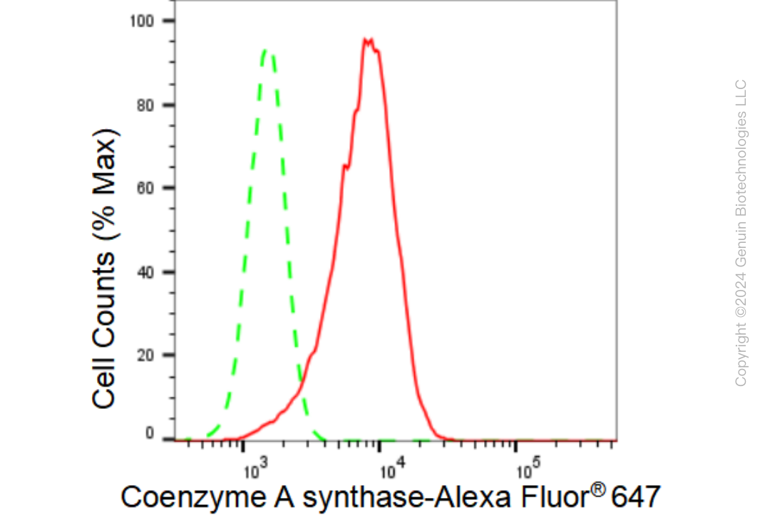 KD-Validated Anti-Coenzyme A synthase Rabbit Monoclonal Antibody ABG1153