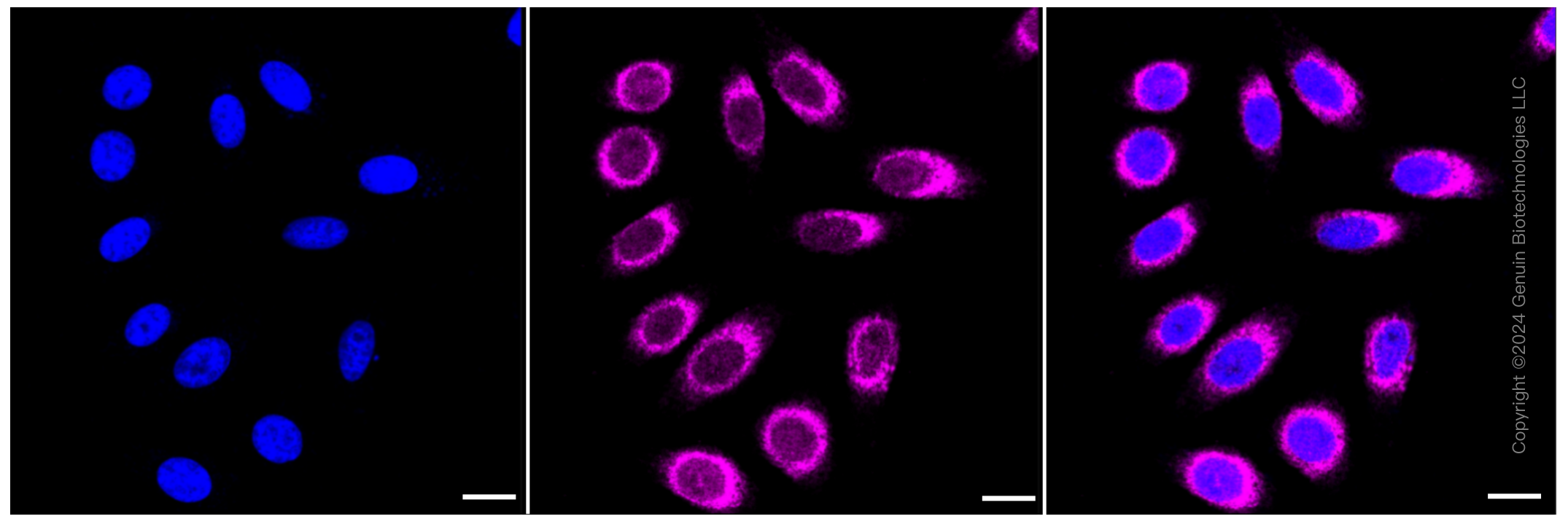 KD-Validated Anti-Coenzyme A synthase Rabbit Monoclonal Antibody ABG1153