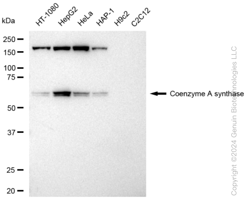 KD-Validated Anti-Coenzyme A synthase Rabbit Monoclonal Antibody ABG1153