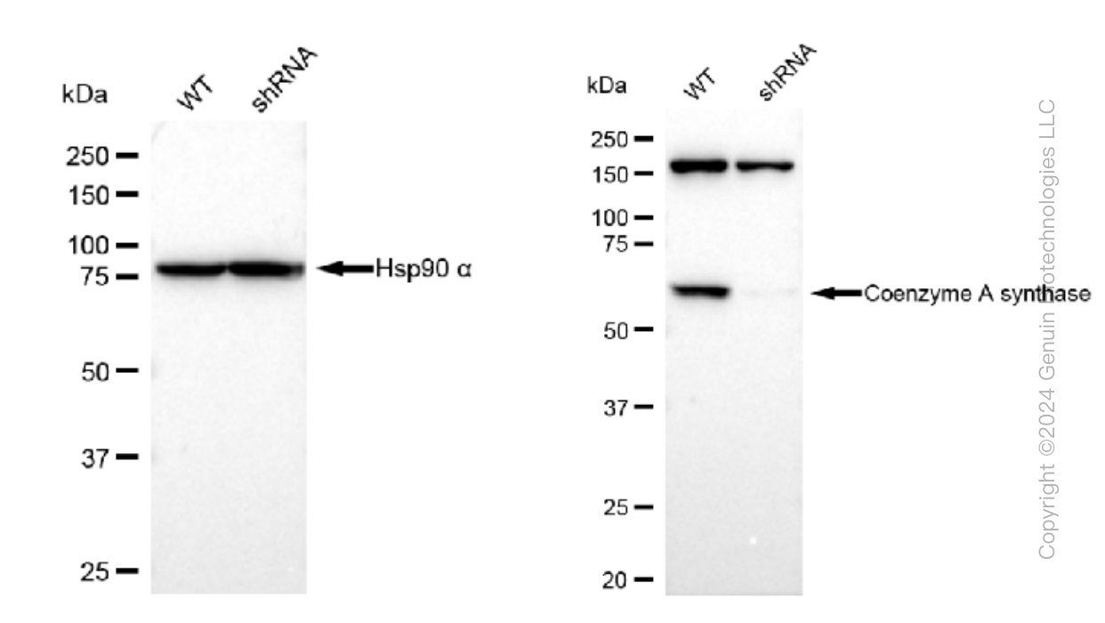 KD-Validated Anti-Coenzyme A synthase Rabbit Monoclonal Antibody ABG1153